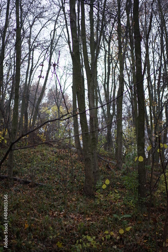 trees in the forest