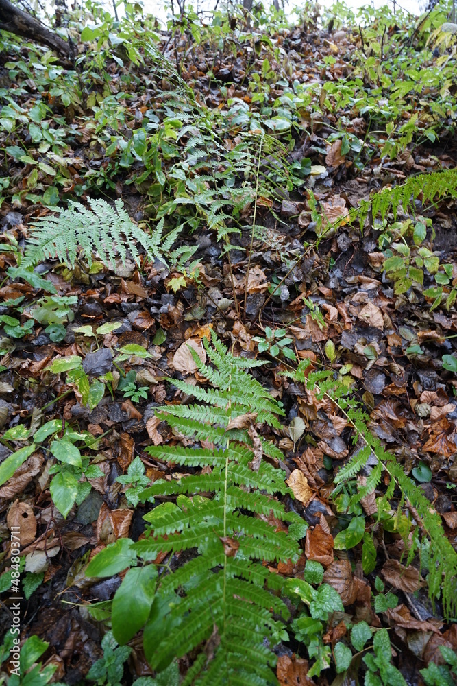 Fototapeta premium autumn leaves in the forest