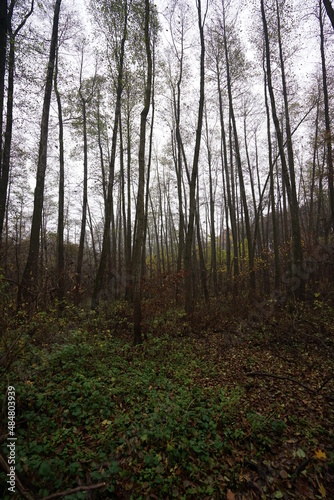 forest in autumn