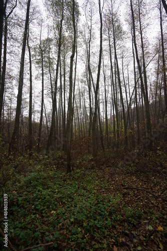 forest in autumn © Viacheslav