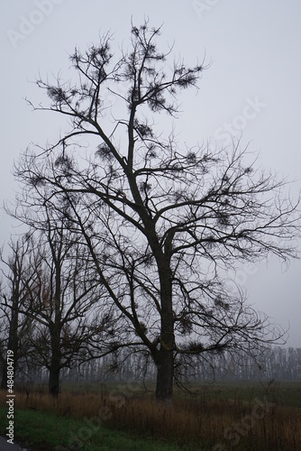 tree in the fog