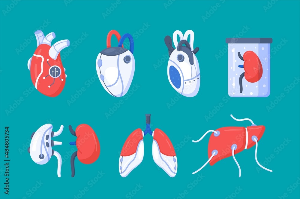 Vector illustration of the artificial organs. A set of donor organs