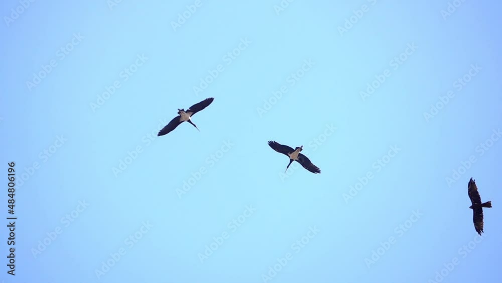 Black storks flying in the sky
Slow motion shot from israel
Black storks flying in the sky
Slow motion shot from israel