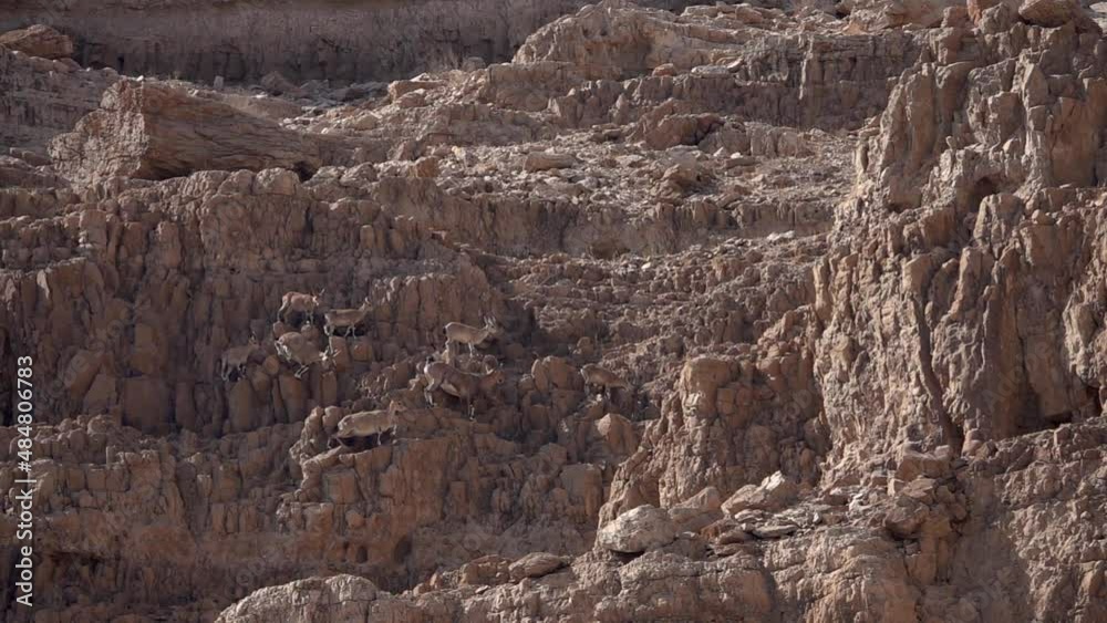 Many Ibex camouflaged on cliff moving together
Slow motion shot from israel
Many Ibex camouflaged on cliff moving together
Slow motion shot from israel