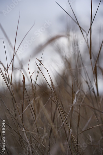 reeds in the snow