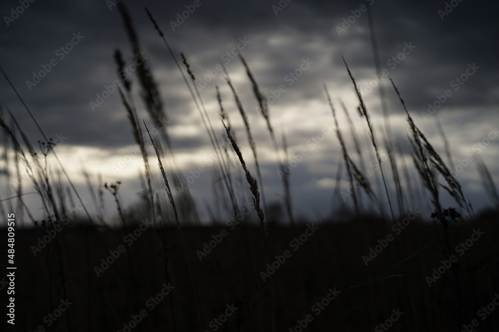 sunset in the field