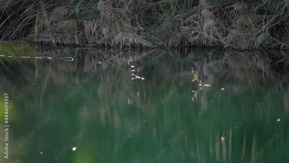 Many dragonflies flying over pond
Slow motion shot from israel
Many dragonflies flying over pond
Slow motion shot from israel