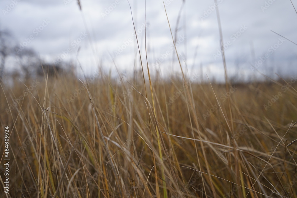 Obraz premium reeds in the wind