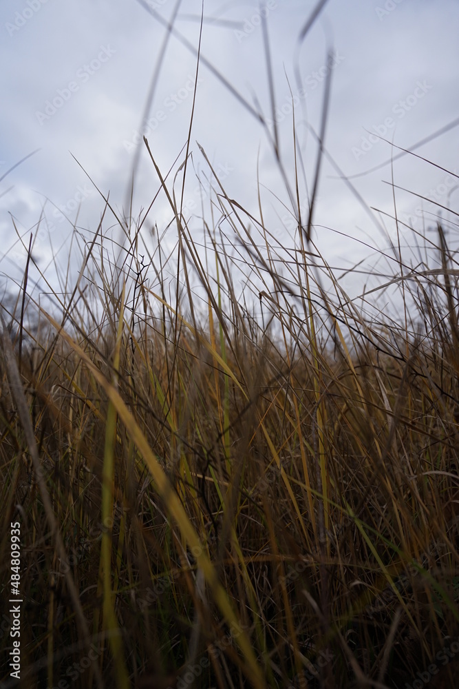 Fototapeta premium grass and sky