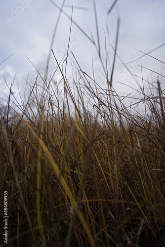 grass and sky