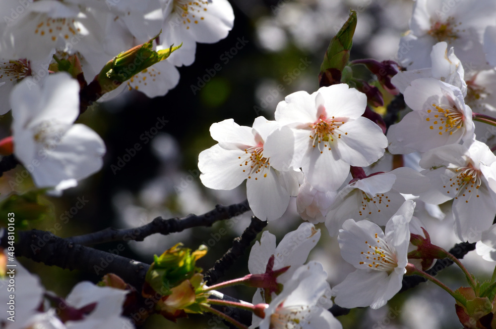 On a sunny day in spring, Cherry blossom close-up. On a sunny day in spring, Cherry blossom close-up.