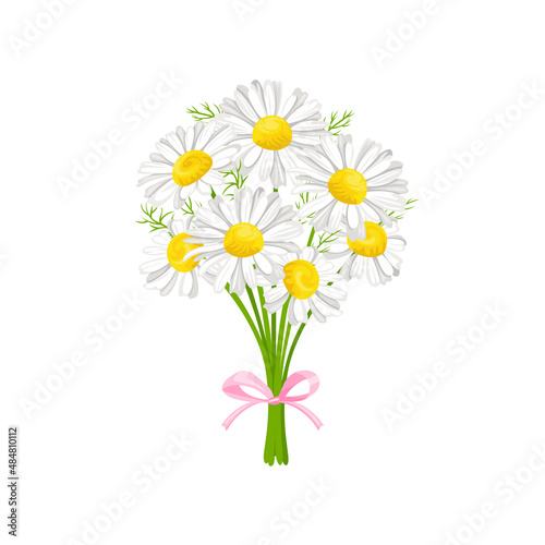 Bouquet of daisy isolated on white background. Vector spring chamomile flowers. Cartoon flat illustration. Floral icon.