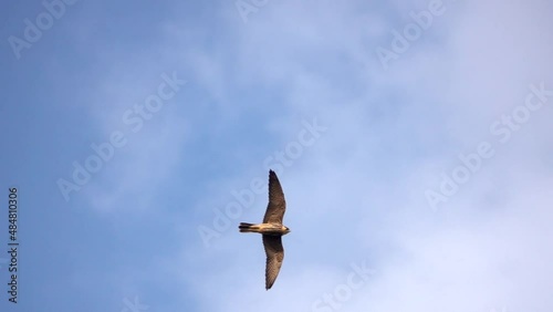 Eurasian Hobby flying in blue sky
Slow motion shot from israel
 photo