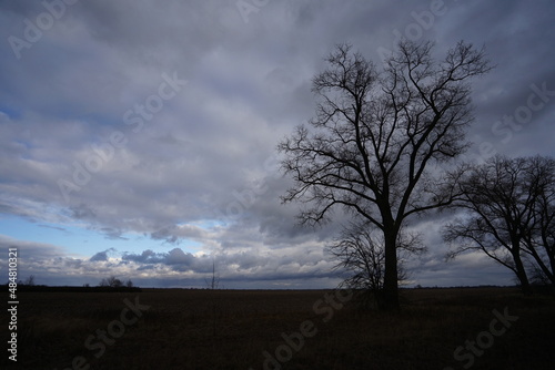 tree in the storm © Viacheslav