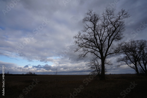 tree in the field