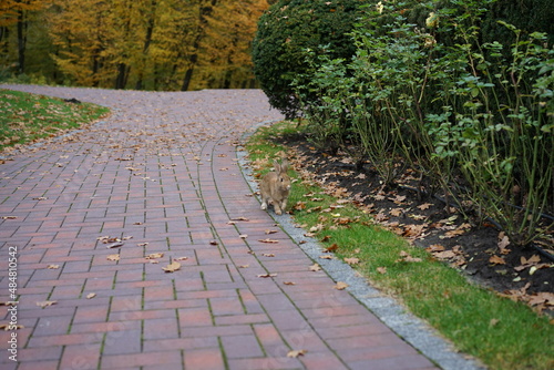 stone path in the park