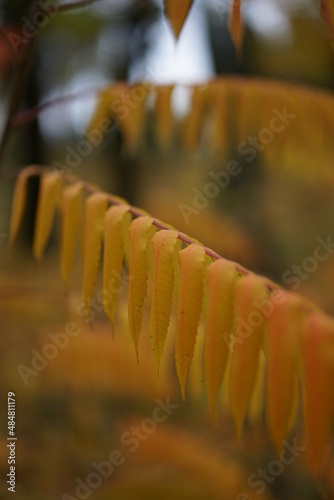 autumn leaves in the forest