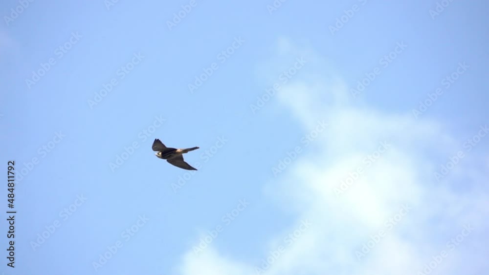 Eurasian Hobby flying in blue sky
Close up shot from israel
Eurasian Hobby flying in blue sky
Close up shot from israel