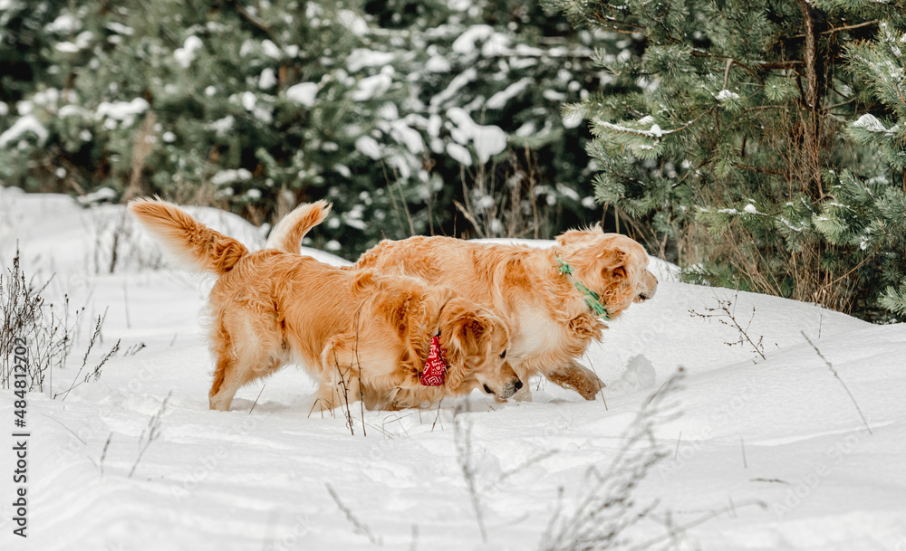 Golden retriever dogs in winter time Golden retriever dogs in winter time