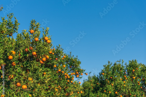 orange tree with blue sky