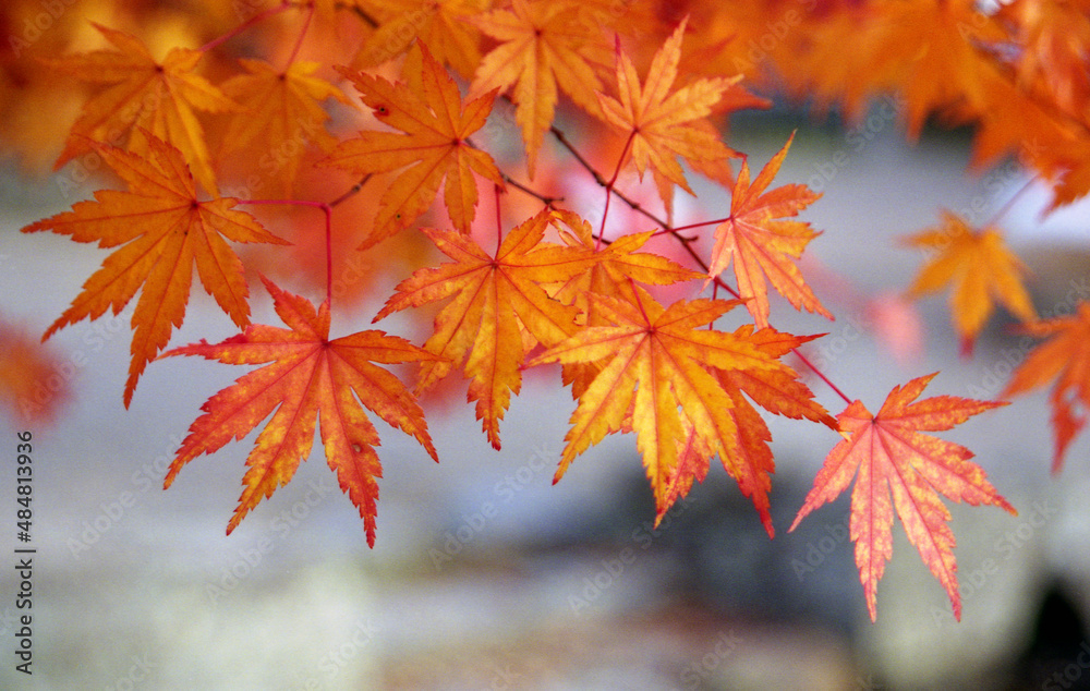 紅葉のモミジ　葉模様