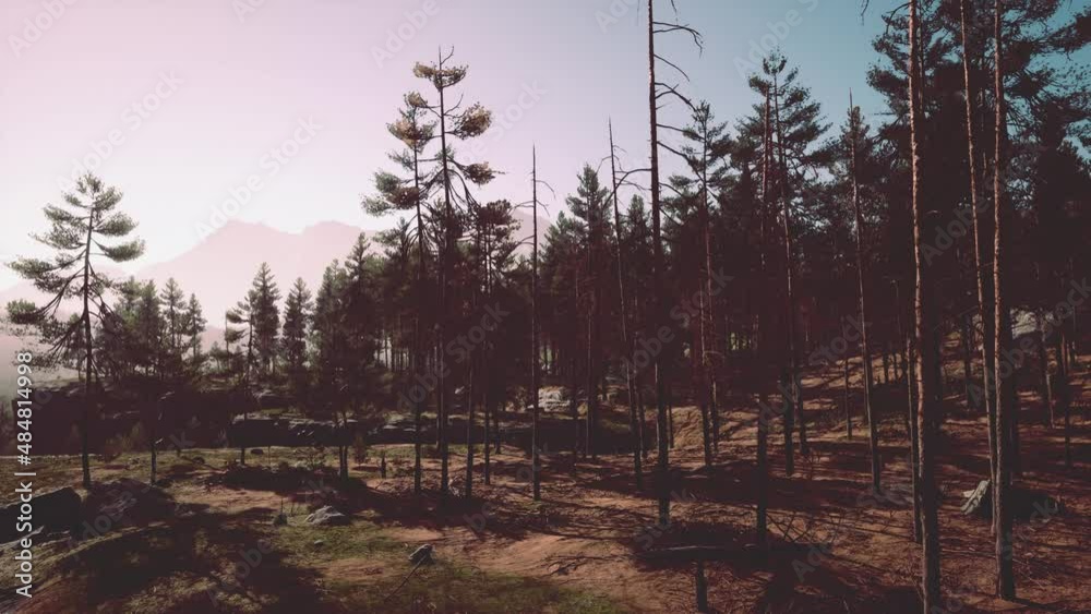 Nordic pine forest in evening light