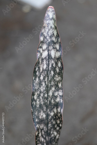 Black coral sensaveria plant leaf closeup photo