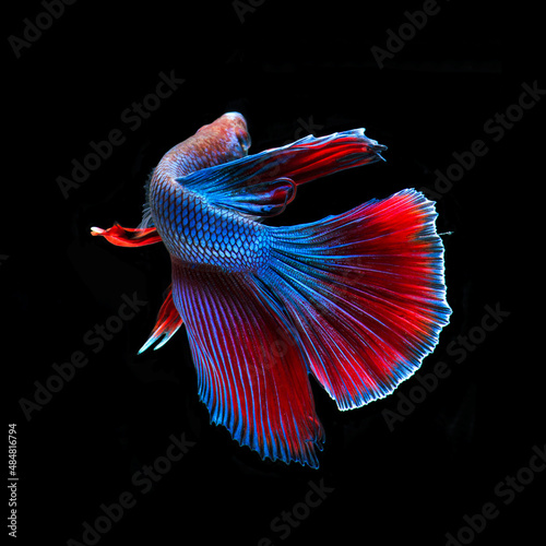 Beautiful textures and unique colors of a Siamese Betta Fish