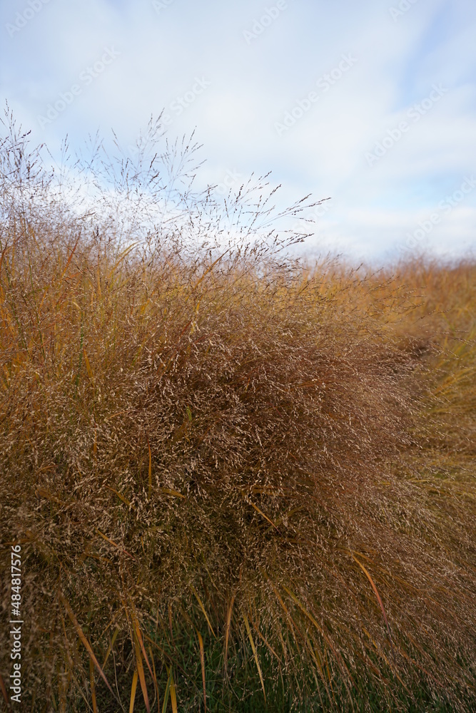 Fototapeta premium grass in the fog