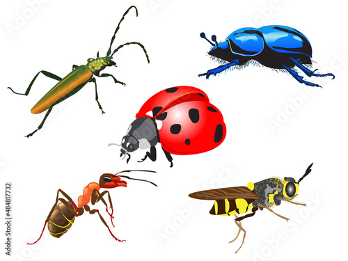 collection of different insects, ladybug, bee, ant, beetle.vector illustration.