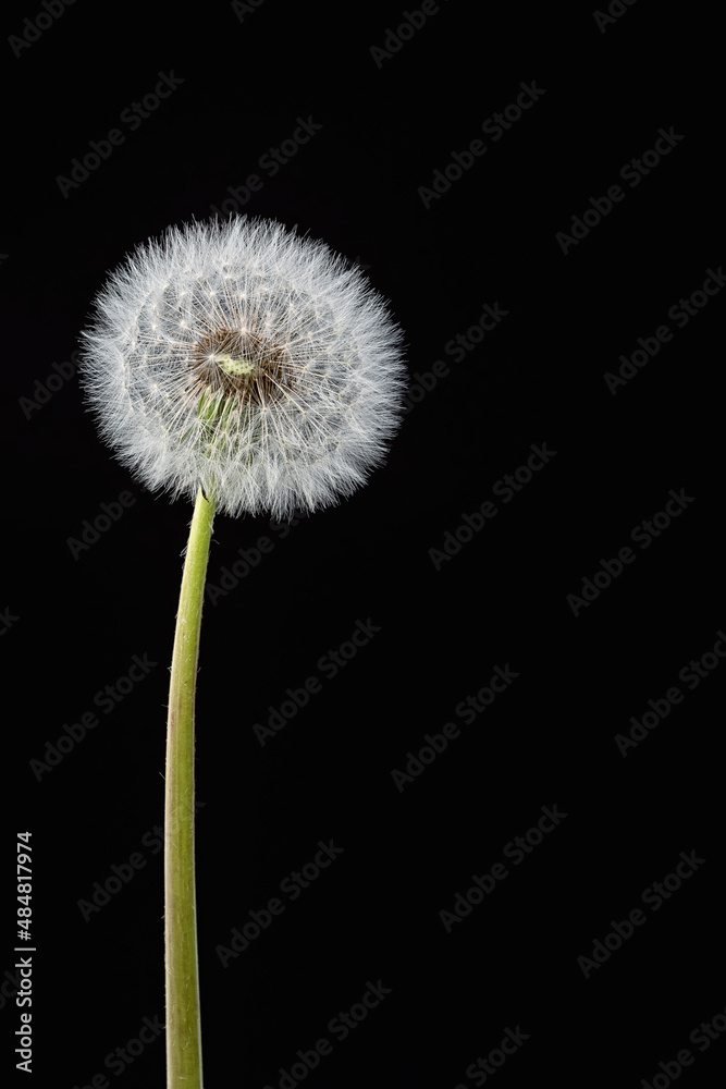 the seedhead of a dandelion on black background