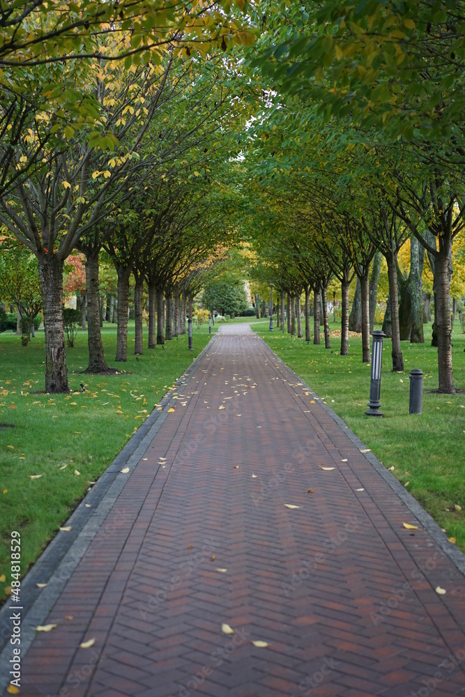 Obraz premium alley in the park
