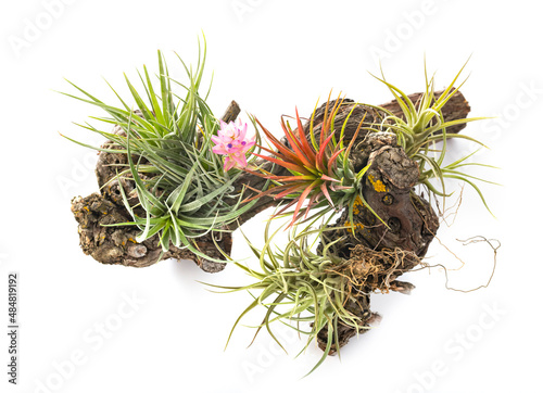 tillandsia in studio photo