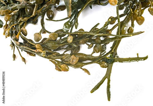 Photos Fucus vesiculosus in studio