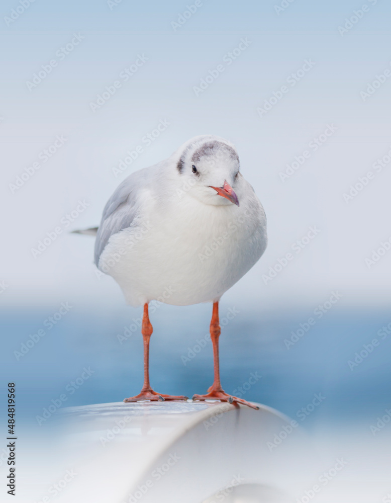 カモメ 鳥 白 ユリカモメ コピースペース 野鳥 カモメ 鳥 白 ユリカモメ コピースペース 野鳥