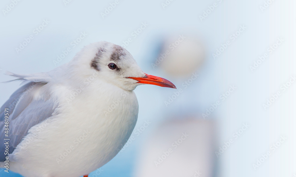 Obraz premium カモメ 鳥 白 ユリカモメ コピースペース 野鳥
