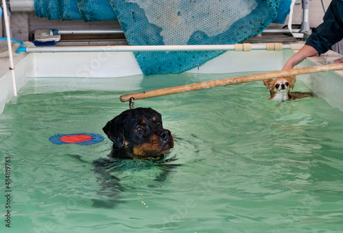 Фотография young rottweiler and hydrotherapy