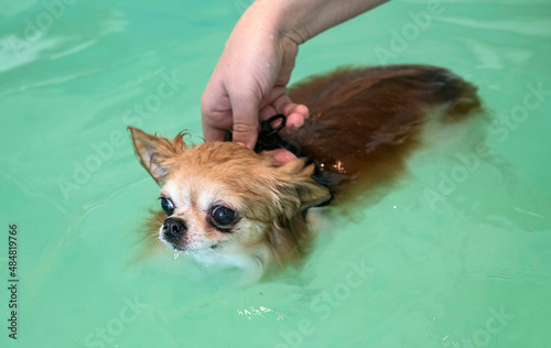 Canvastavla chihuahua and hydrotherapy