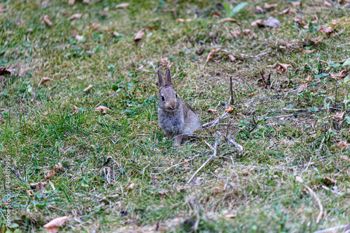 Young wild rabbit on grass in garden © rninov