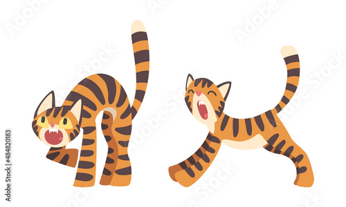 Tiger Character with Orange Fur and Black Stripes Yawning and Roaring Vector Illustration Set