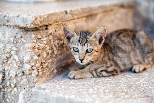 Kitten lying on a stone step © Serjedi