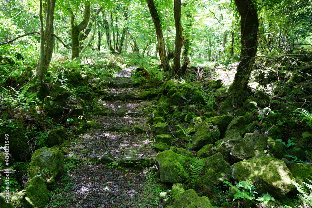 refreshing spring forest with a path refreshing spring forest with a path