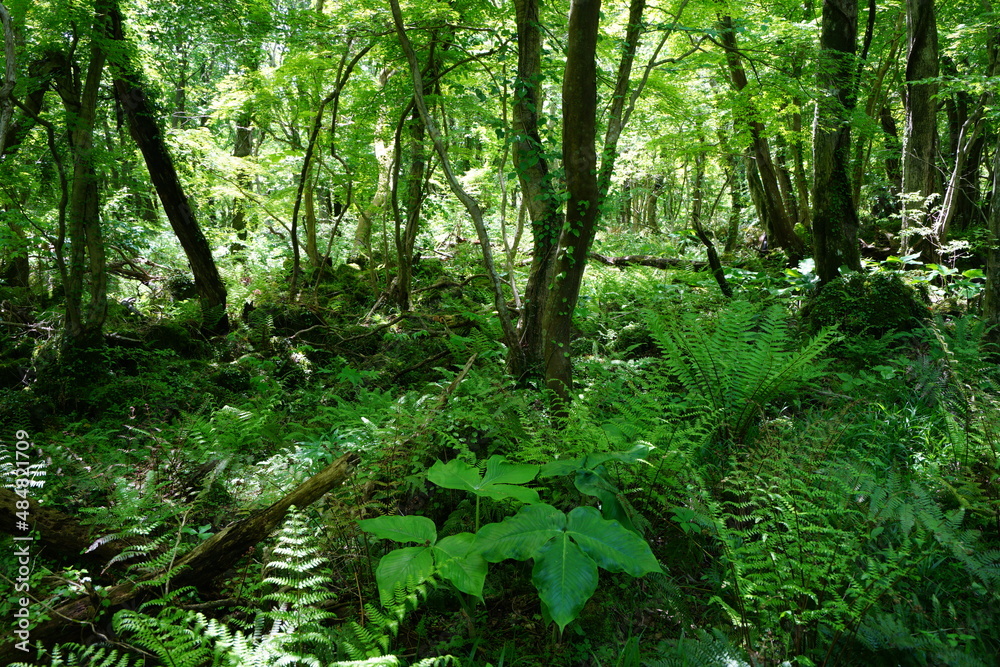 lively dense forest with fern and mossy rocks lively dense forest with fern and mossy rocks