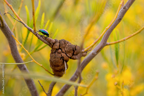 bug and nest