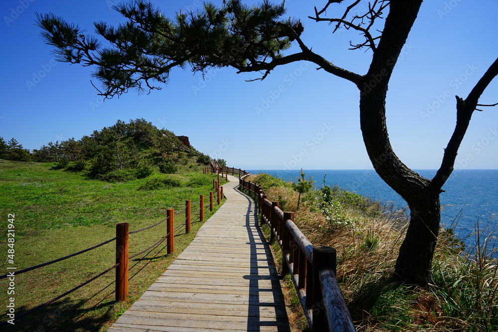 wonderful seascape with pine trees wonderful seascape with pine trees
