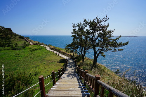 wonderful seascape with pine trees