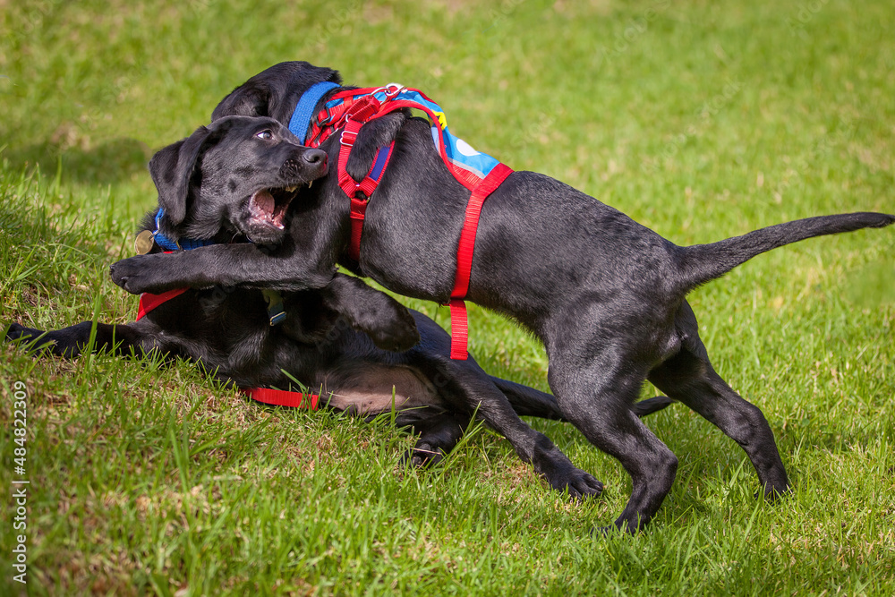 Two trainee Labradore puppies playing before a training session
