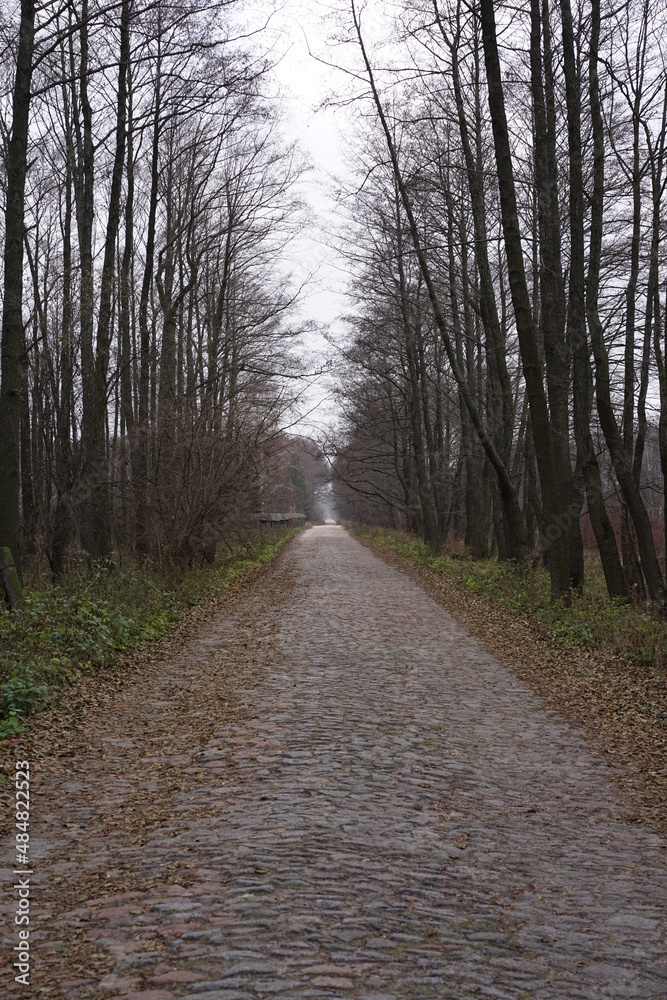 Obraz premium road in the woods