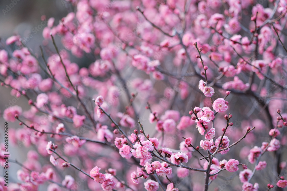 Obraz premium 早春の神戸岡本梅林公園。ピンク色の梅の花が咲き始めた。