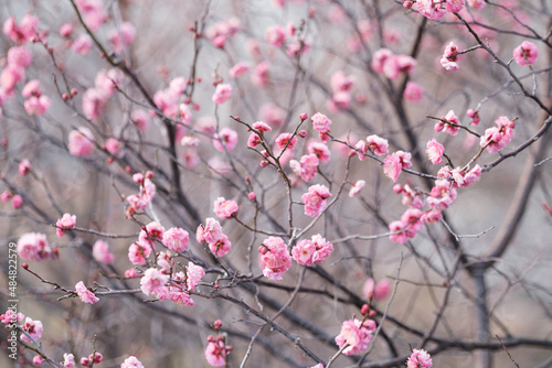 早春の神戸岡本梅林公園。ピンク色の梅の花が咲き始めた。